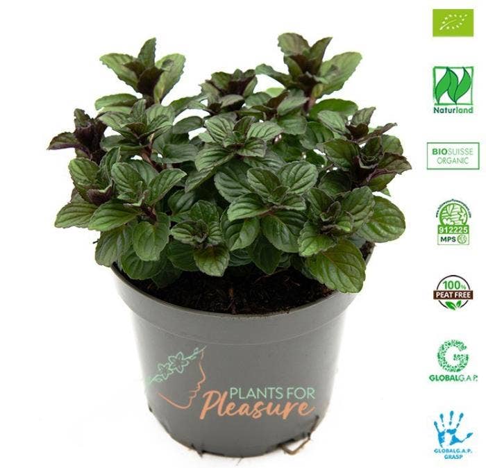Bio Mentha x piperita