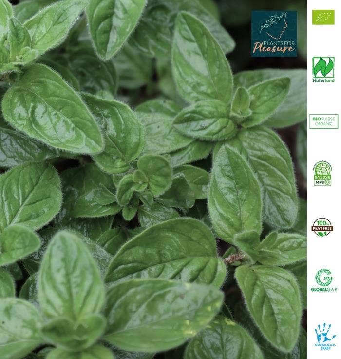 Bio Origanum vulgare