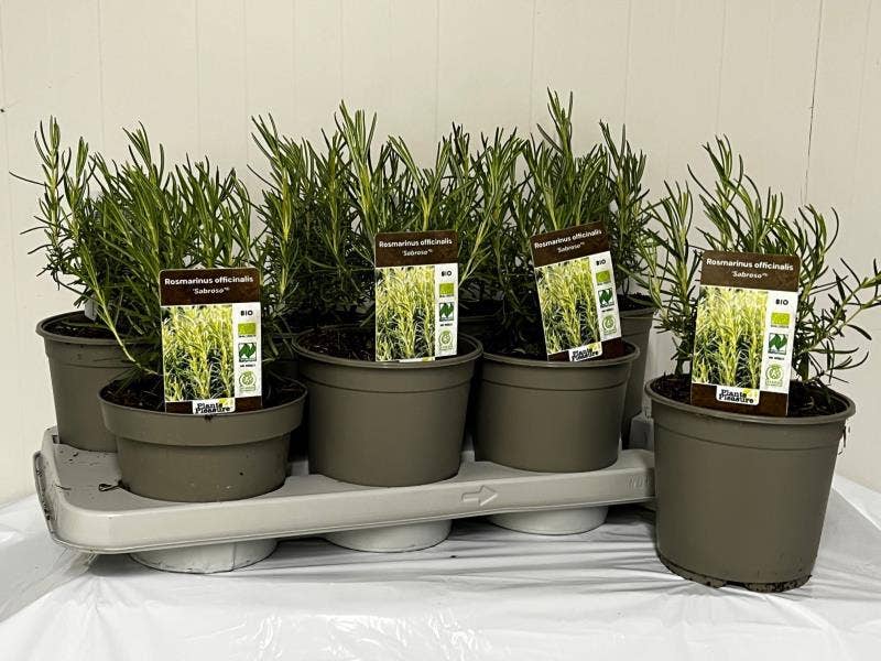 Bio Rosmarinus officinalis
