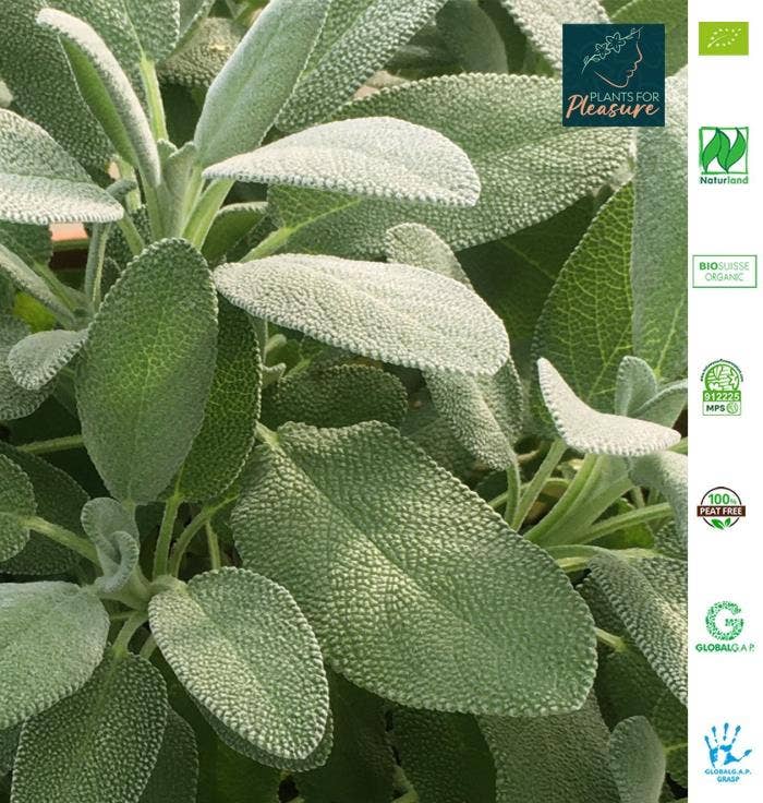 Bio Salvia officinalis