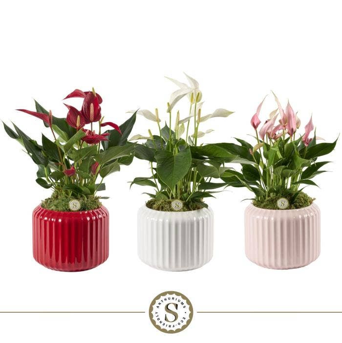 Bologna Keramiek Mix - Mille Fleurs Cava Roja Lill