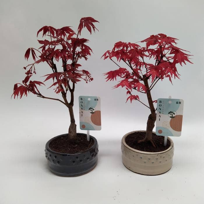Bonsai Acer in round (outdoor)