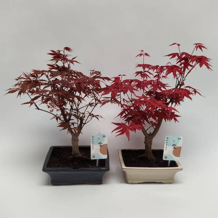 Bonsai Acer in Traditional (outdoor)