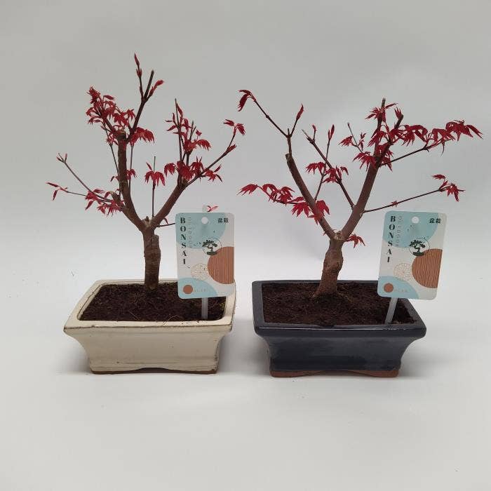 Bonsai Acer in Traditional (outdoor)