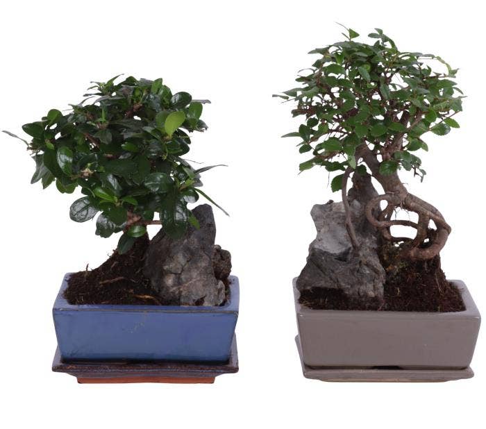 Bonsai Ball-Shape Mix with Rock in Ø15cm Ceramic w
