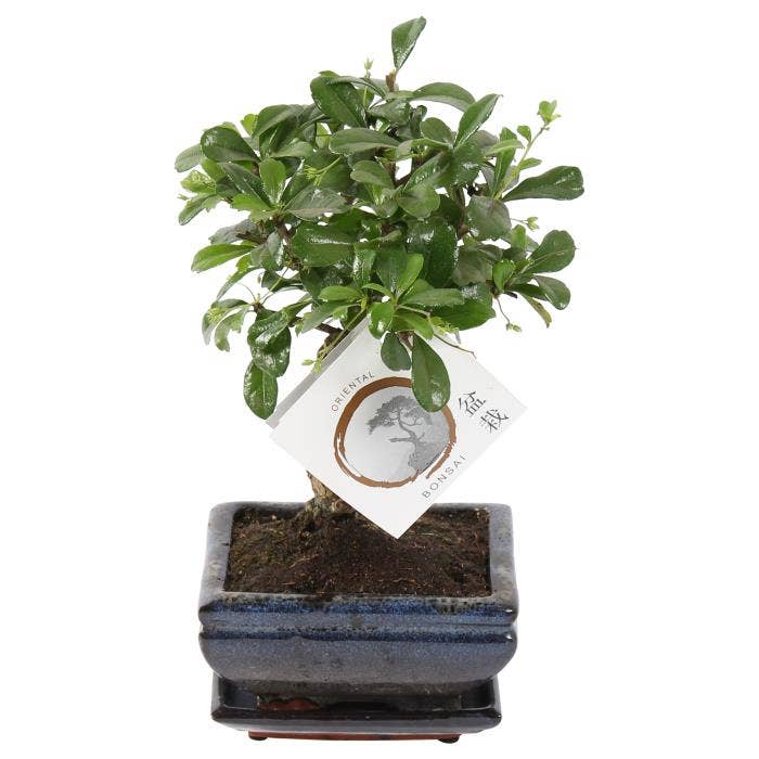 Bonsai Carmona in Traditional