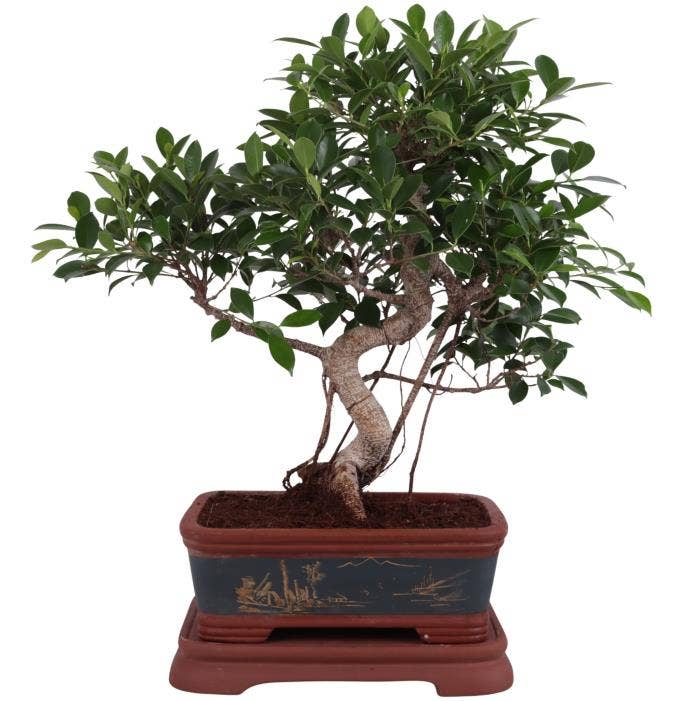 Bonsai Ficus in Ø40cm Ceramic Special Pot