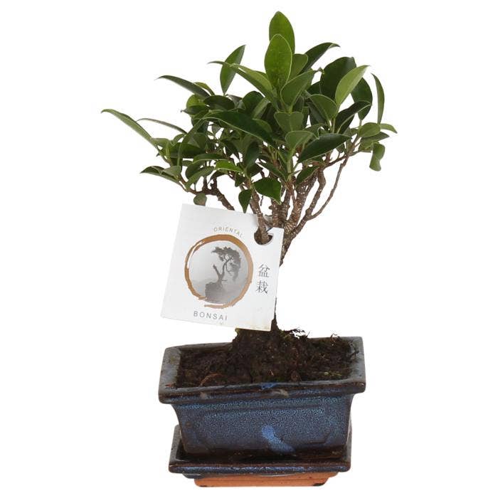 Bonsai Ficus retusa in Traditional