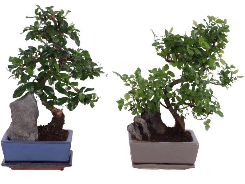 Bonsai in Landscape rectangular S-Shape