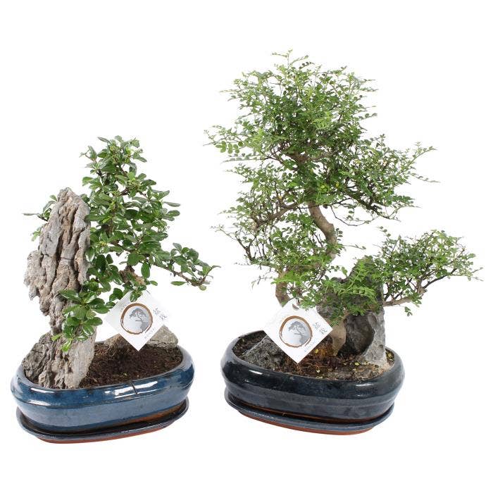 Bonsai in Landscape