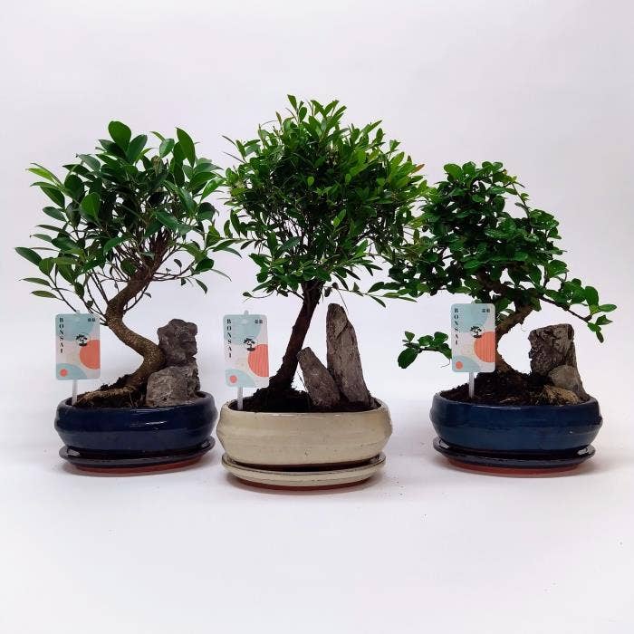 Bonsai in Landscape