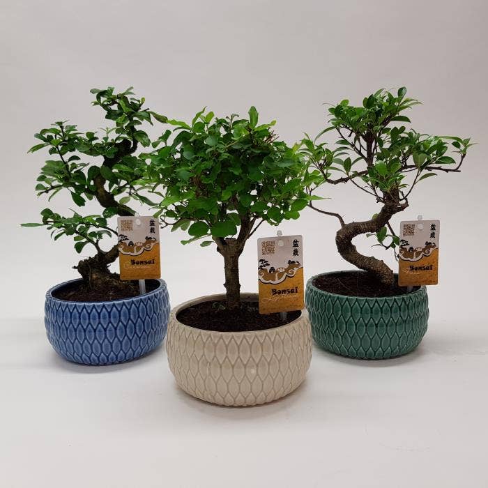 Bonsai in 'Lily' ceramic
