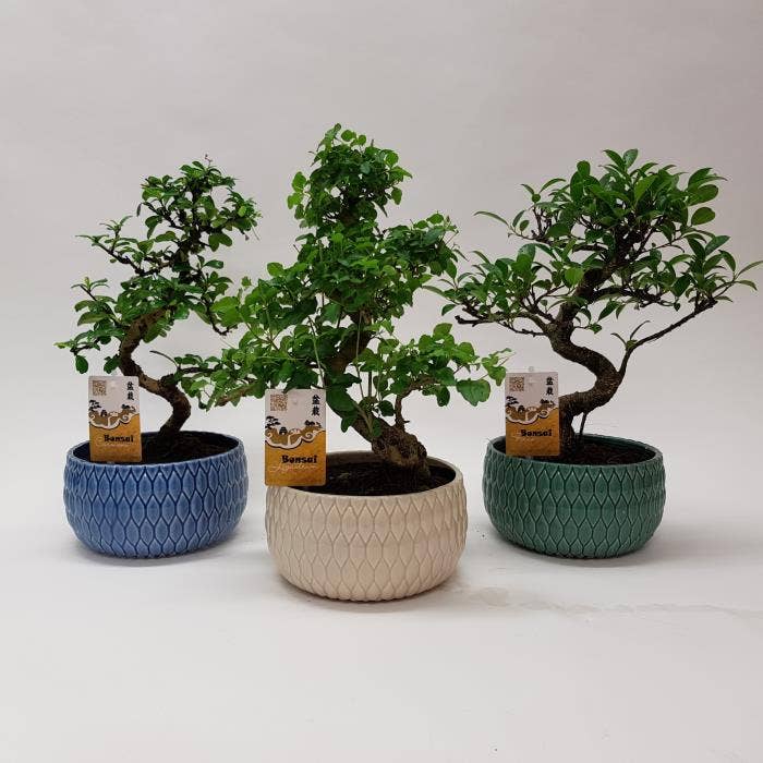 Bonsai in 'Lily' ceramic