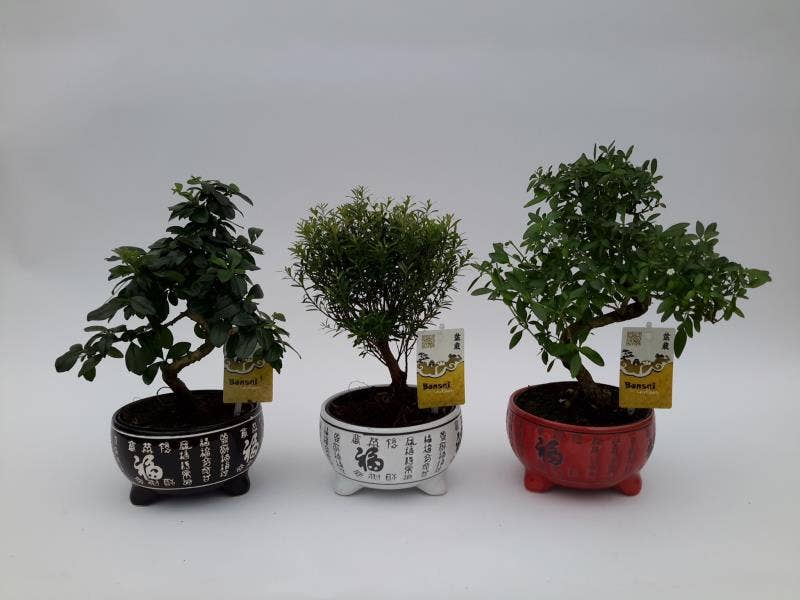 Bonsai in Lucky