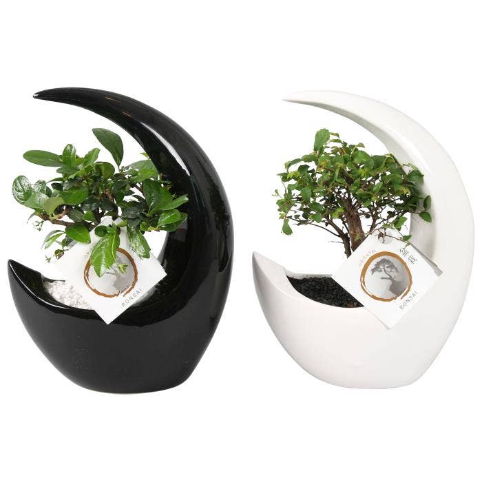 Bonsai in Moonshape Ceramic Black/White