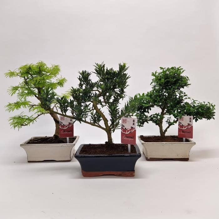 Bonsai in Traditional (outdoor)