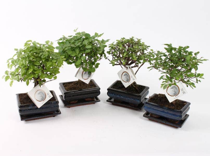 Bonsai in Traditional 