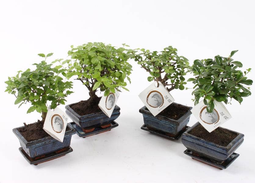 Bonsai in Traditional 