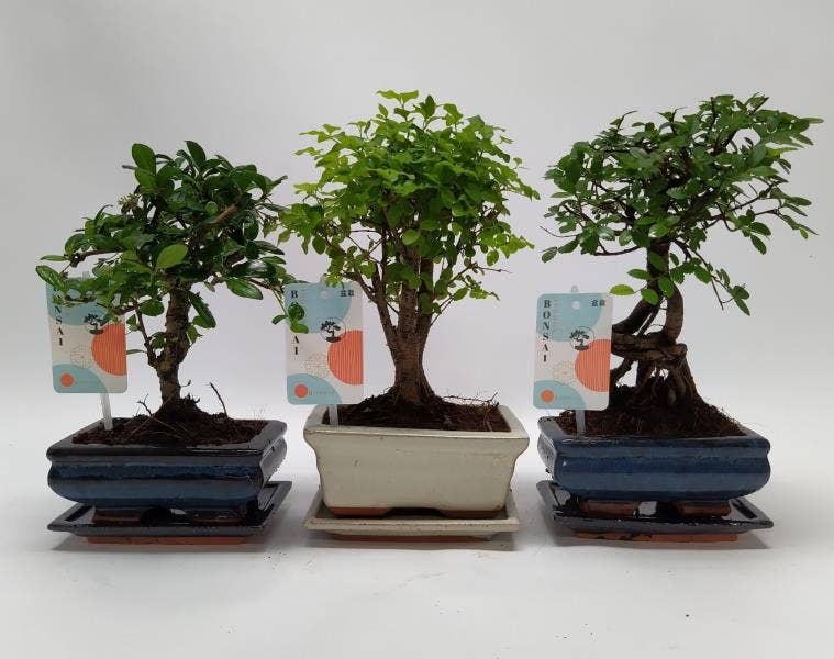 Bonsai in Traditional