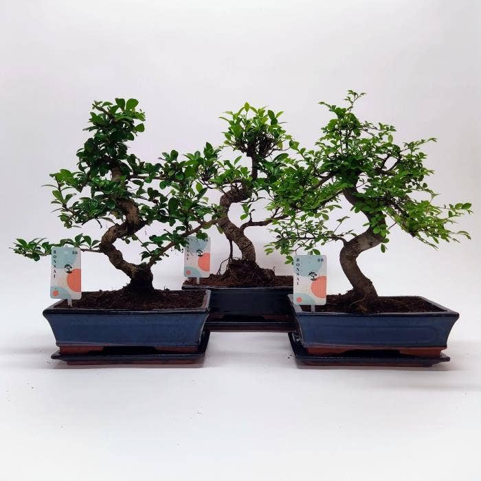 Bonsai in Traditional 