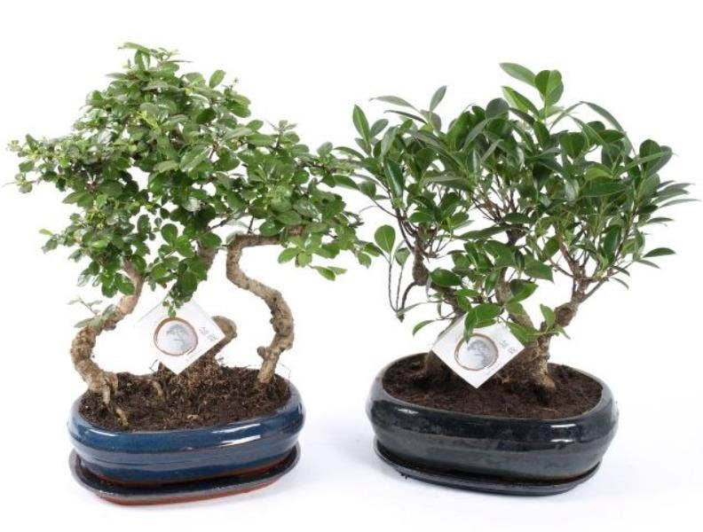 Bonsai in Traditional