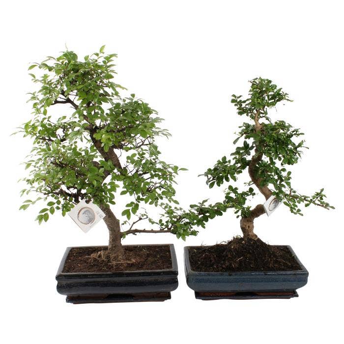 Bonsai in Traditional