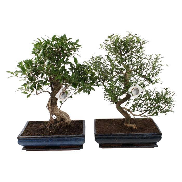 Bonsai in Traditional
