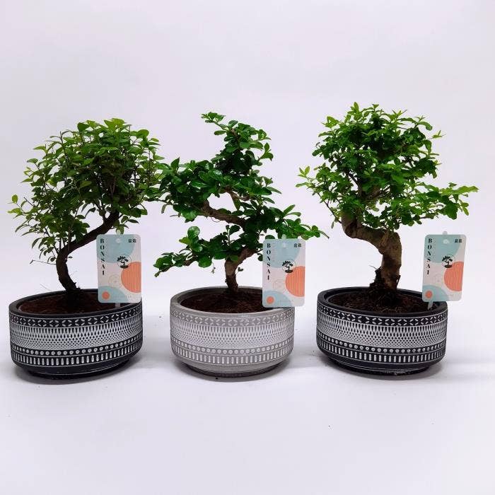Bonsai in 'Tribal' ceramic