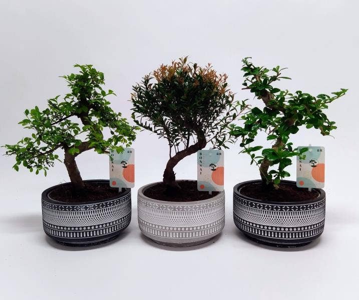 Bonsai in 'Tribal' ceramic