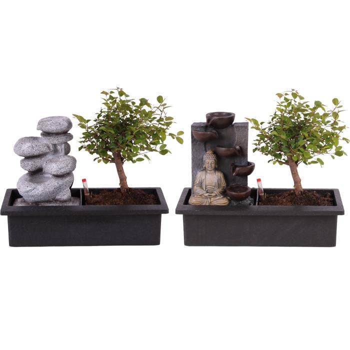 Bonsai in 'Zen Stone' pot with waterfall