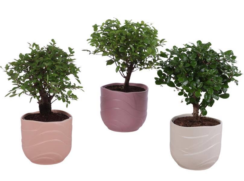 Bonsai Indoor Mix Ø12cm Ball Shape in Ø14cm Cerami