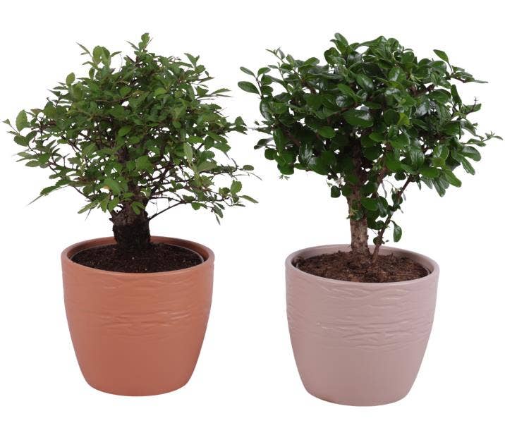 Bonsai Indoor Mix Ø12cm Ball Shape in Ø14cm Cerami