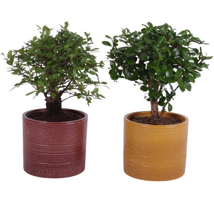 Bonsai Indoor Mix Ø12cm Ball Shape in Ø14cm Cerami