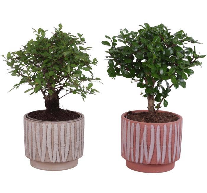 Bonsai Indoor Mix Ø12cm Ball Shape in Ø14cm Cerami