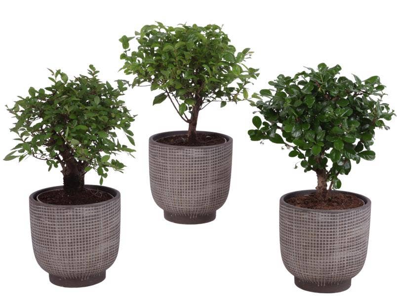 Bonsai Indoor Mix Ø12cm Ball Shape in Ø14cm Cerami