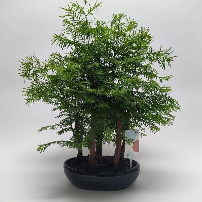 Bonsai Metasequoia Forest in Oval (outdoor)