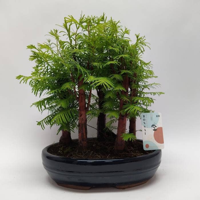 Bonsai Metasequoia Forest in Oval (outdoor)