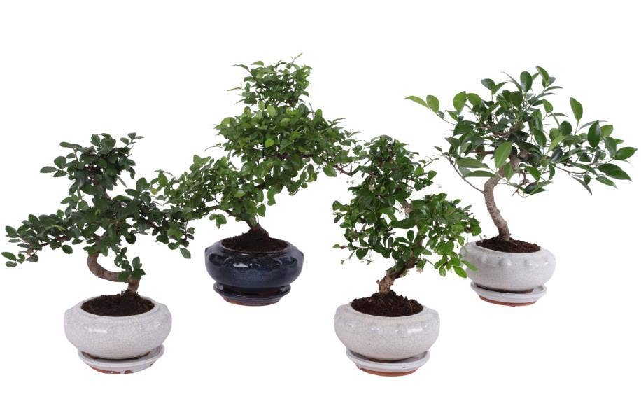 Bonsai Mixed in ø17cm Round Ceramic S-Shape with S