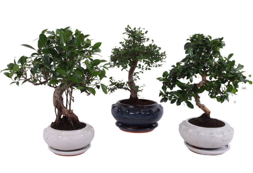 Bonsai Mixed in ø19cm Round Ceramic S-Shape with S