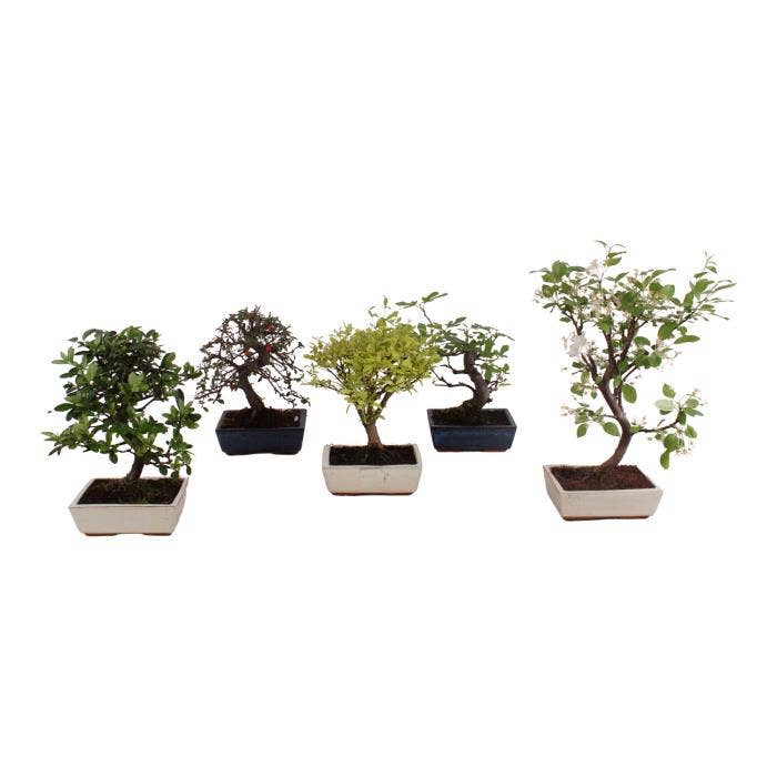 Bonsai Outdoor Deluxe