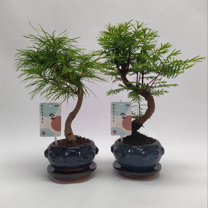 Bonsai Outdoor Metasequoia + Pseudolarix