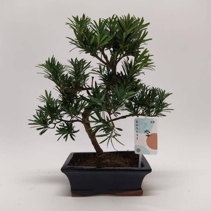Bonsai Outdoor Podocarpus