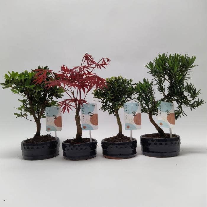 Bonsai Outdoor