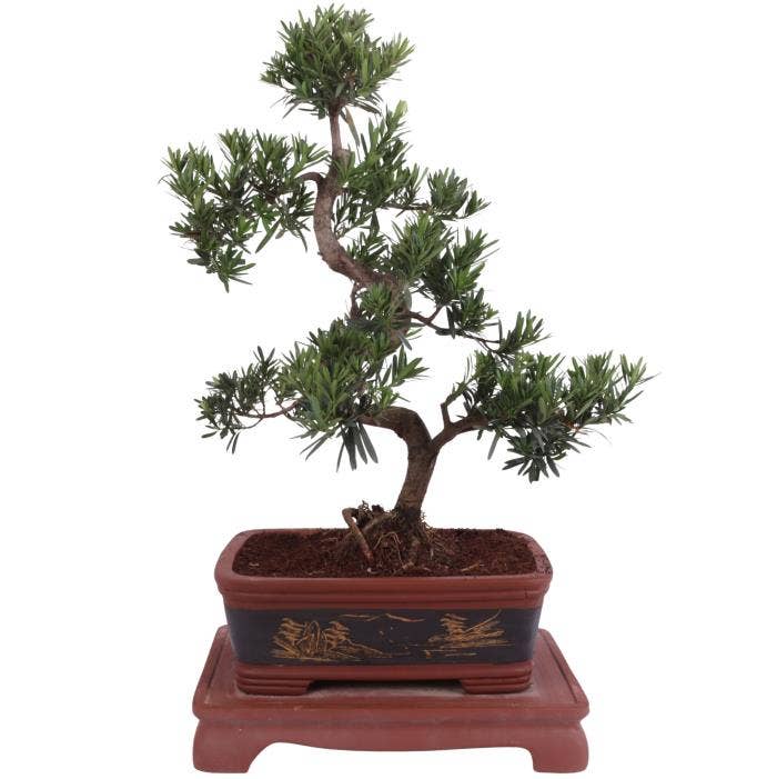 Bonsai Podocarpus in Ø40cm Ceramic Special Pot