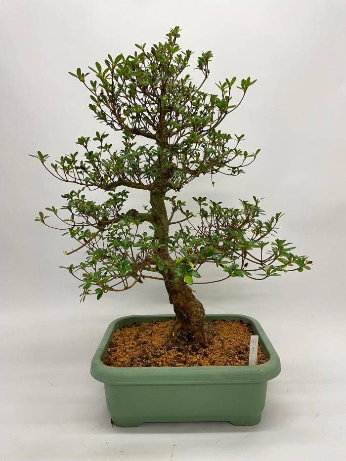 Bonsai Satsuki Azalea (Japan outdoor)