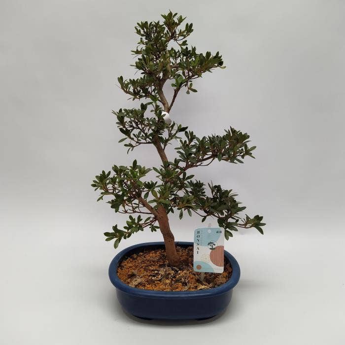 Bonsai Satsuki Azalea (Japan outdoor)