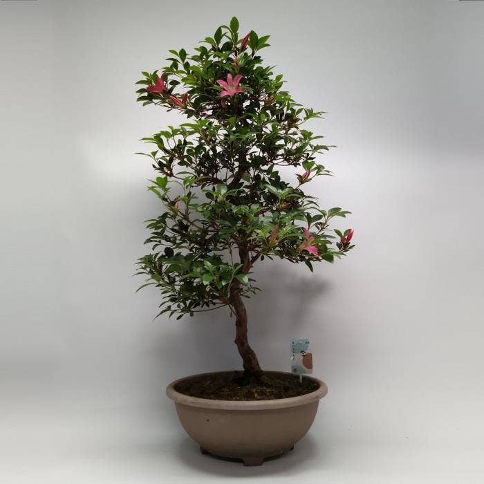 Bonsai Satsuki Azalea (Japan outdoor)
