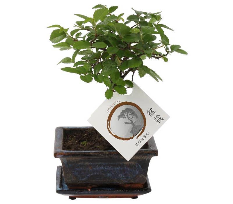 Bonsai Zelkova in Traditional