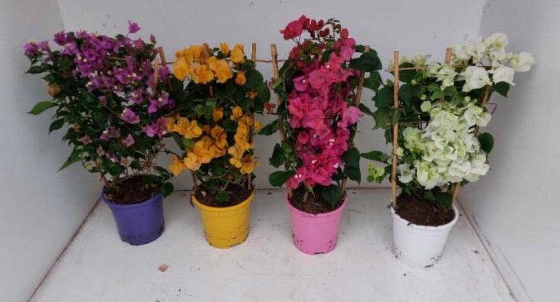 Bougainvillea 'Dania'