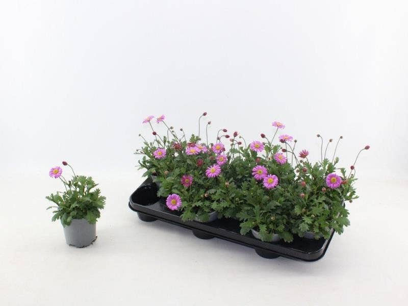 Brachyscome Fresco Candy roze